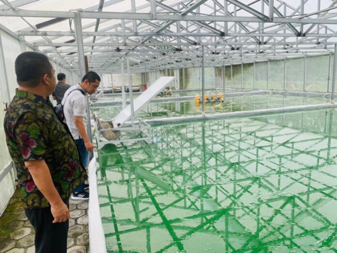 Wakil Bupati Kayong Utara, Effendi Ahmad melakukan studi banding ke PT Algae Bioteknologi Internasional, Sukoharjo, Jawa Tengah beberapa waktu lalu.