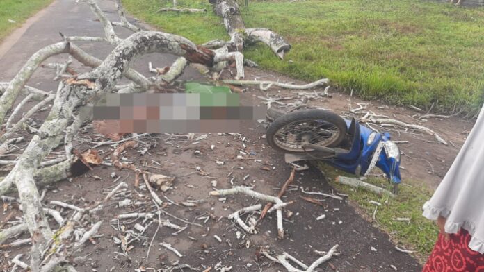 Pengendara motor di Ketapang tewas tertimpa pohon. (Istimewa)