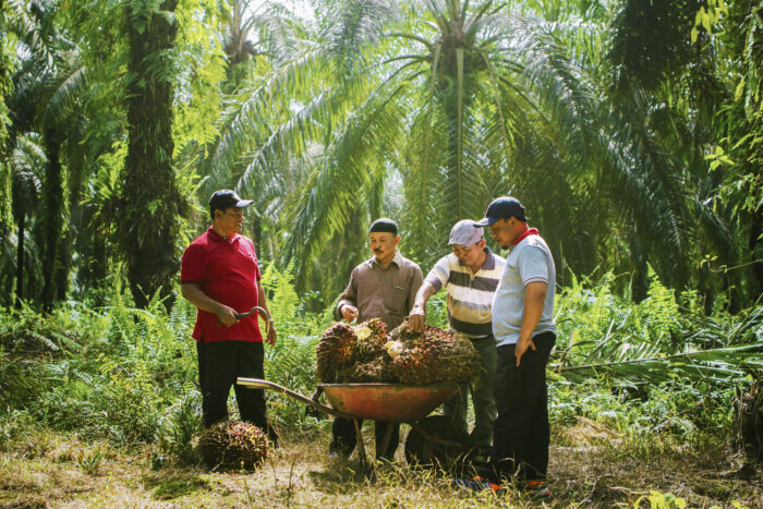 Ilustrasi - TBS hasil program Peremajaan Sawit Rakyat (PSR) pola kemitraan Sinar Mas Agribusiness and Food efektif tingkatkan produktifitas. (Istimewa)