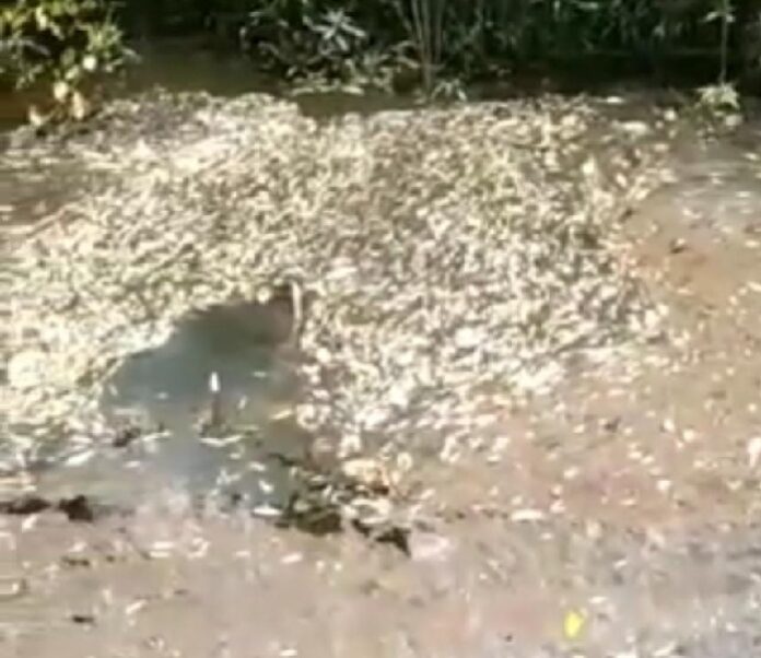 Ikan bertimbulan mati di Sungai Batang Tebang, dan Sungai Kuala Tebang, Desa Cempedak, Kecamatan Tayan Hilir Kabupaten Sanggau. Diduga sungai ini teremar limbah. (Istimewa)