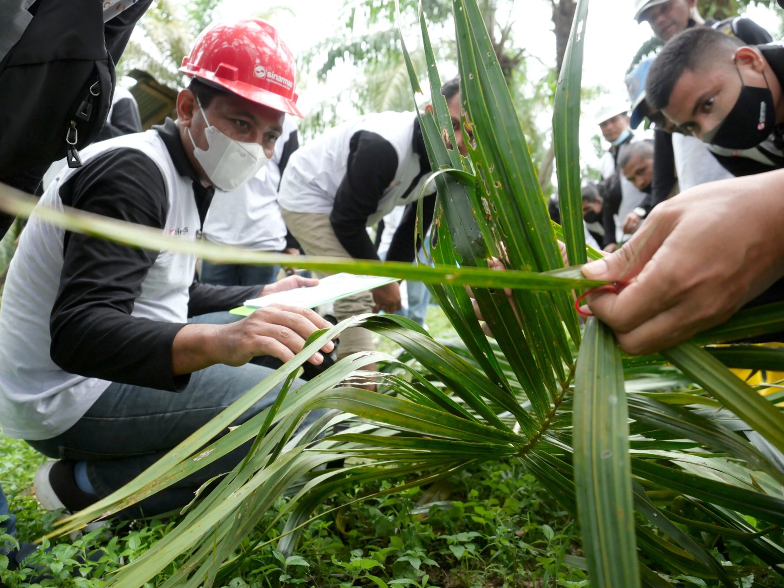 520 Petani Indonesia Menuju Sertifikasi RSPO bersama Program Sawit Terampil