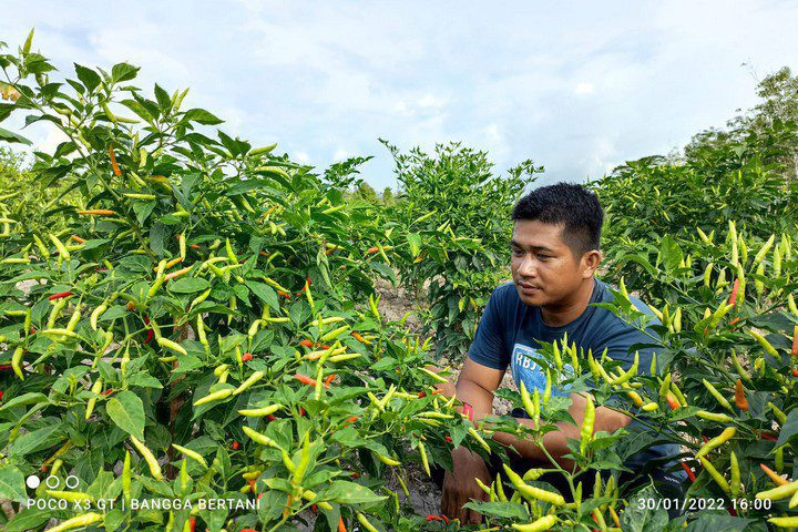 Ardiansyah kini menjadi bagian dari Petani Muda Berkemajuan Sambas/pribadi