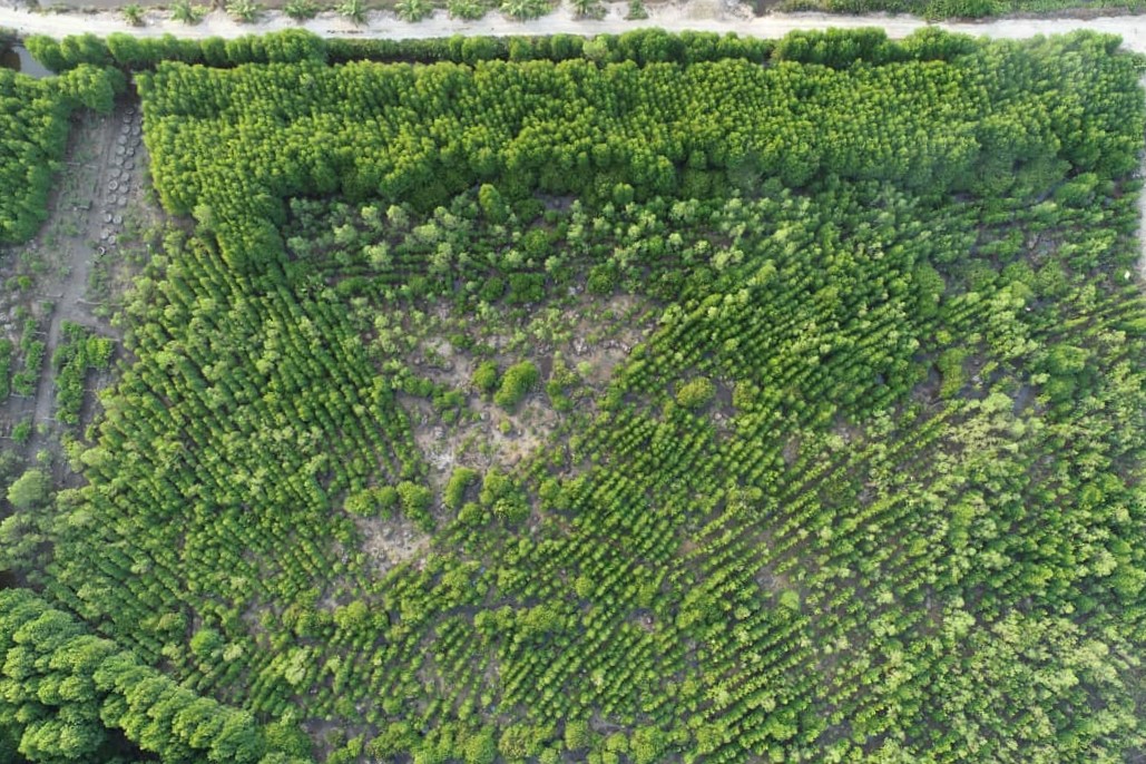 Potret udara hasil restorasi Hutan Mangrove Desa Lubuk Kertang. (Foto: Instagram @yunthabimantara/@lubuk_kertang)