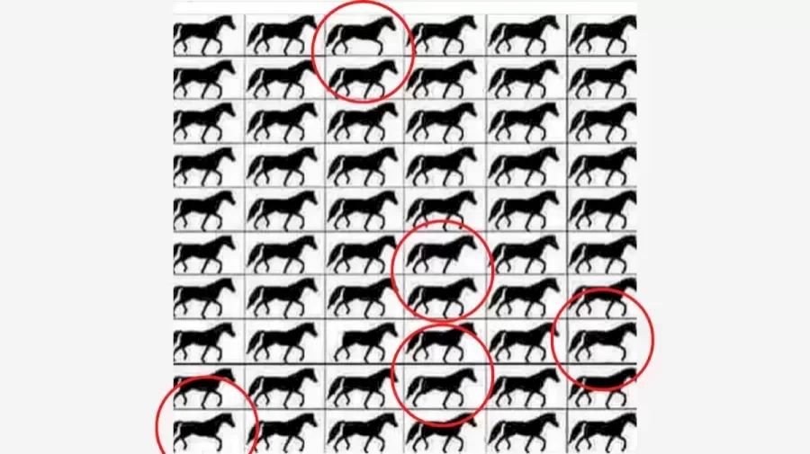 Ilustrasi Jawaban Tes Fokus menemukan Kuda Dengan Kaki Tiga