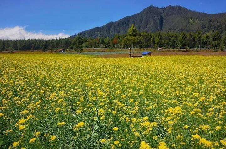 Hamparan berbagai macam bunga yang bisa dinikmati saat berwisata di Afdeling Jampit. (Foto: Bambang Priyo Cahyono / Google Map)