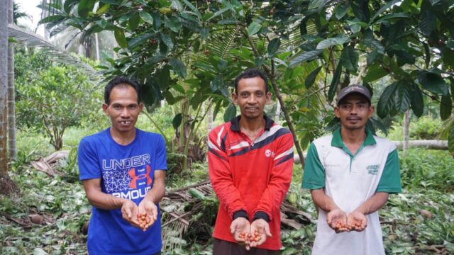 Budi dan bersama petani lainnya menunjukkan biji kopi yang bari di petik. Tanaman kopi ini berda di pekarangan rumahnya. (Istimewa)