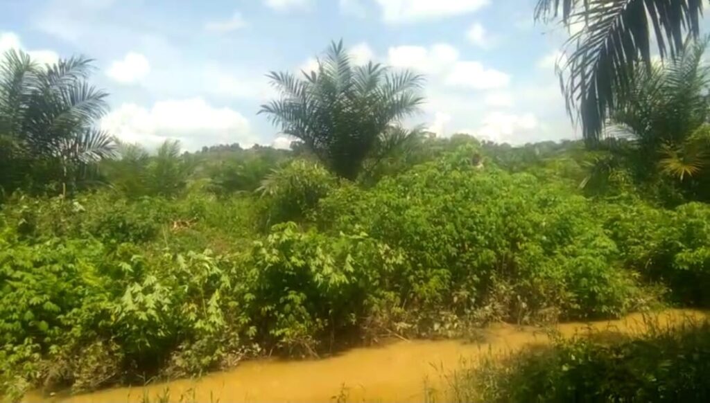 Lahan petanian di Dusun Sumber Rejo, Desa Sandai, Kecamatan Sandai, tegusur menjadi lahan konsesi sawit. (Istimewa)