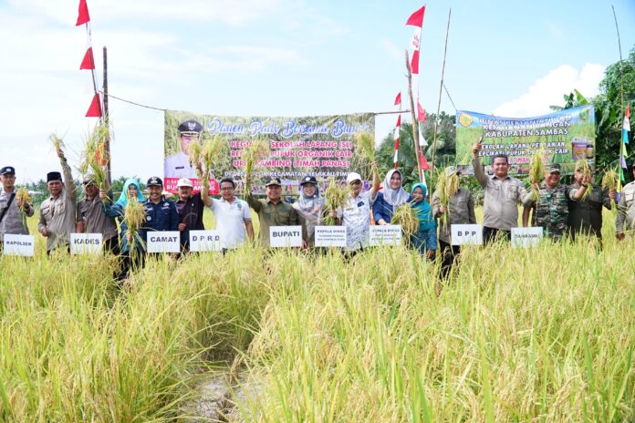 Bupati Sambas Satono ikut panen raya bersama petani di Desa Gelik, Jumat (24/11/2023). (Istimewa)