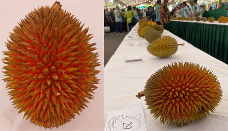 Durian Gincu asal Kayong Utara berhasil menarik perhatian masyarakat pada Festival Buah dan Florikultura Kalimantan Barat 2023 yang digelar di Komplek Mega Mall Pontianak, Rabu (15/11/2023). (Insidepontianak.com/Ayu)